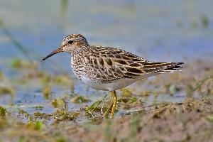 Foto: Pectoral sandpiper