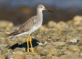 Foto: Greater yellowlegs