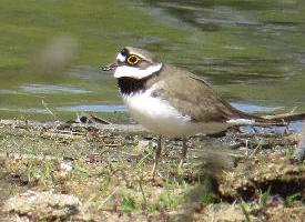 Foto: Little ringed plover