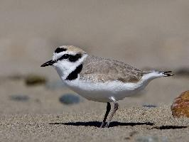 Foto: Kentish plover