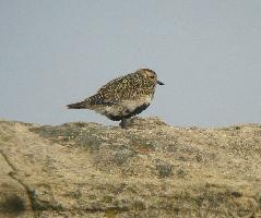 Foto: European golden plover