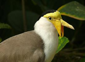 Foto: Masked lapwing