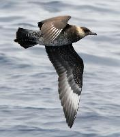 Foto: Pomarine jaeger