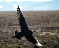 Foto: Parasitic jaeger