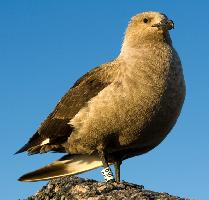 Foto: South polar skua