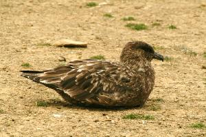 Foto: Brown skua