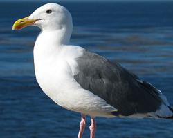 Foto: Western gull