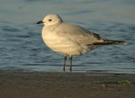 Foto: Relict gull