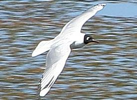 Foto: Andean gull