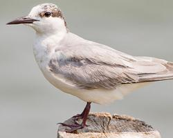 Foto: Little tern