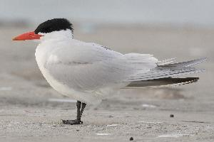 Foto: Caspian tern