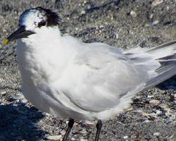 Foto: Sandwich tern