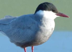 Foto: Whiskered tern