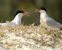 Foto: Roseate tern