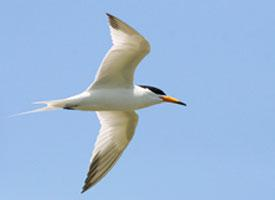 Foto: Chinese crested tern