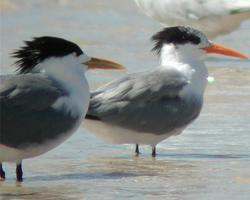 Foto: Lesser crested tern