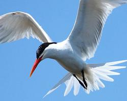 Foto: Elegant tern