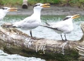 Foto: Royal tern