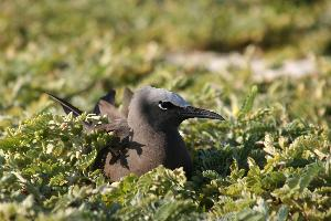 Foto: Brown noddy