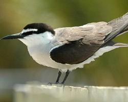 Foto: Aleutian tern