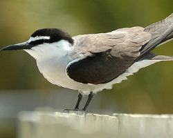 Foto: Bridled tern