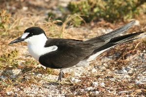 Foto: Sooty tern