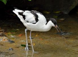 Foto: Pied avocet