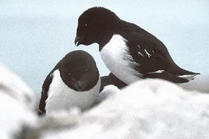 Foto: Little auk