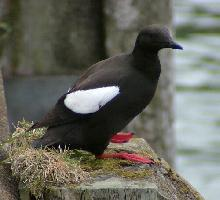 Foto: Black guillemot