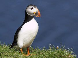 Foto: Atlantic puffin