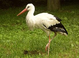 Foto: White stork