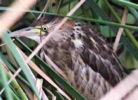 Foto: Little bittern