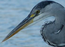 Foto: Grey heron