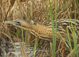 Foto: Eurasian bittern