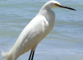 Foto: Snowy egret