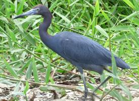 Foto: Little blue heron