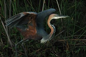 Foto: Goliath heron