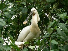 Foto: Eurasian spoonbill