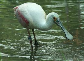 Foto: Roseate spoonbill