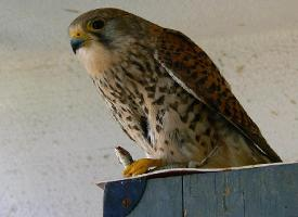 Foto: Common kestrel