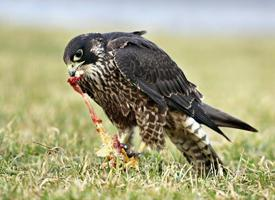 Foto: Peregrine falcon