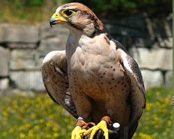 Foto: Lanner falcon