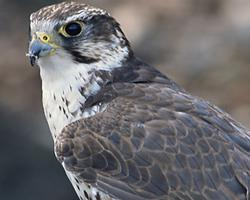 Foto: Saker falcon