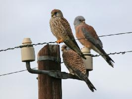 Foto: Lesser kestrel