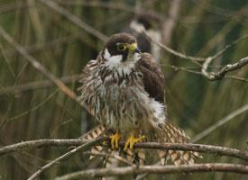 Foto: Eurasian hobby