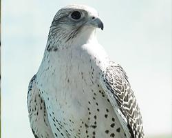 Foto: Gyrfalcon