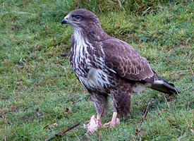 Foto: Common buzzard