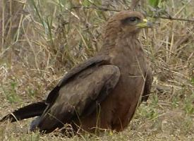 Foto: Black kite