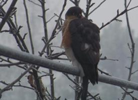 Foto: Eurasian sparrowhawk