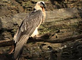 Foto: Bearded vulture